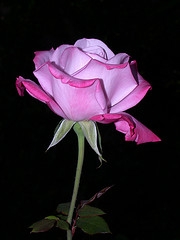 Beautiful Rose